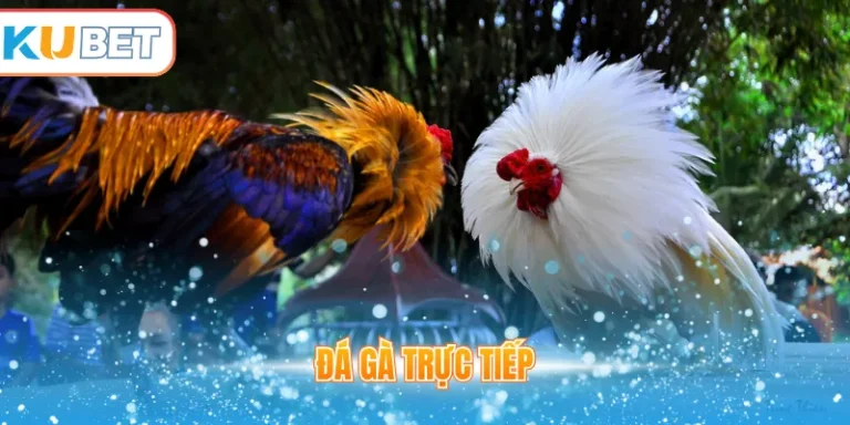 Đá gà trực tiếp