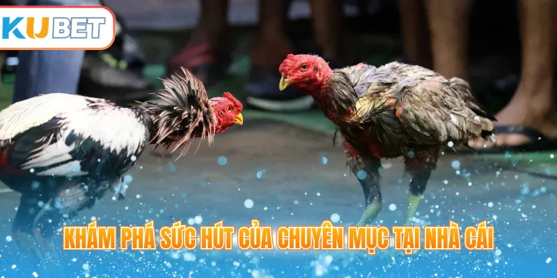 Khám phá sức hút của chuyên mục tại nhà cái 