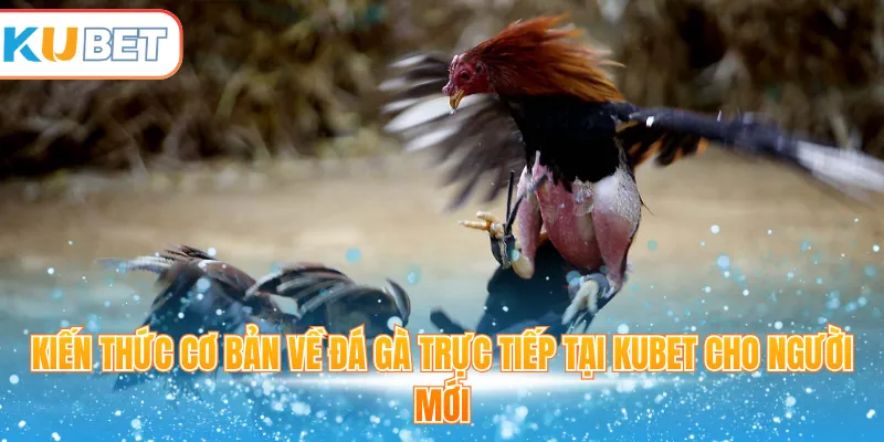 Kiến thức cơ bản về đá gà trực tiếp tại Kubet cho người mới