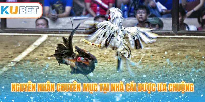 Nguyên nhân chuyên mục tại nhà cái được ưa chuộng