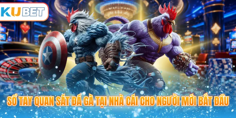 Sổ tay quan sát đá gà tại nhà cái cho người mới bắt đầu 