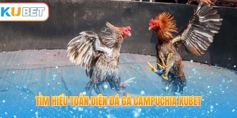 Tìm hiểu toàn diện đá gà Campuchia Kubet